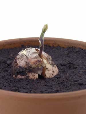 Starting an Avocado From a Seed