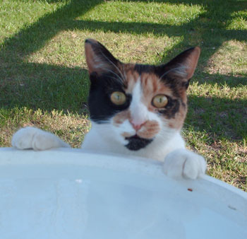 Cassie - Calico