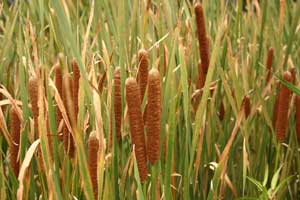 Getting Rid of Cattails