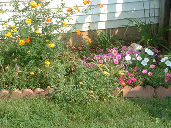 Pictures from the Garden