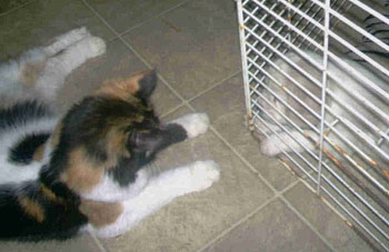 Diva (Calico) and Bear (Cocker/Aussie Shepherd)
