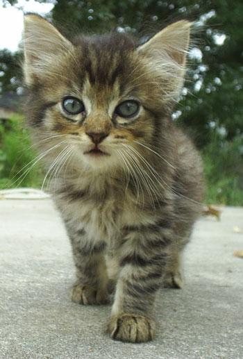 Fluffy Cat