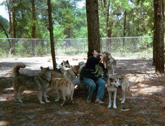 Dakota Star - Wolf/Husky