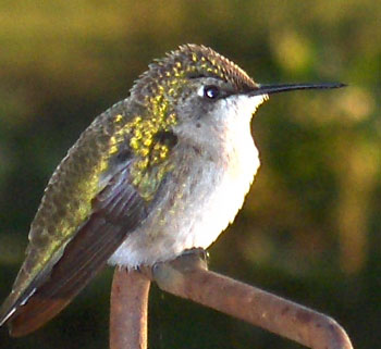 Hummingbird on a Perch