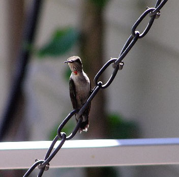 Hummingbird Sitting on Swing