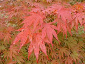 The Significance or Meaning of a Japanese Maple