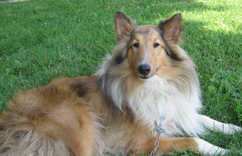 Killian "Heaven Sent" (Shetland Sheepdog)