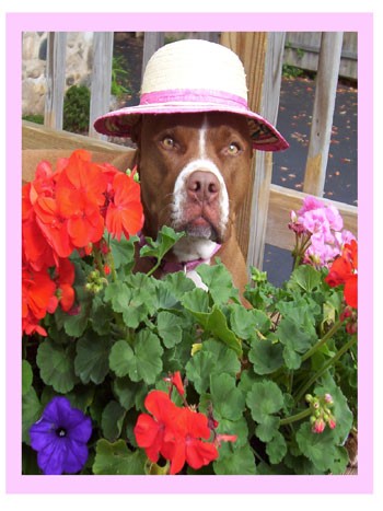 Kokoa Girl in the Flowers