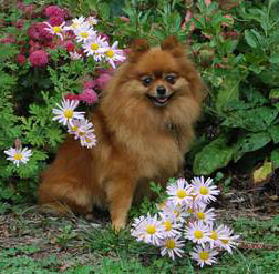 Lady - Pomeranian
