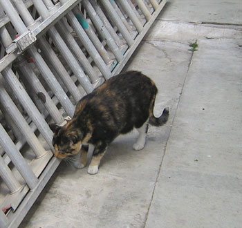 Liberty Belle - DSH Tortie