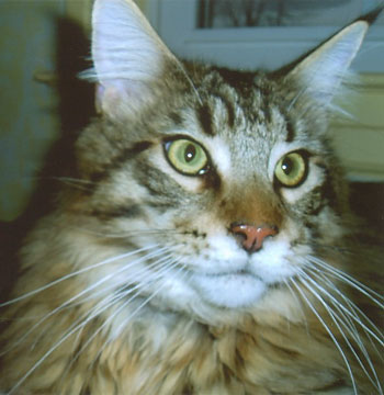Lurch - Maine Coon