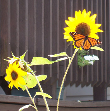 Monarch? Butterfly