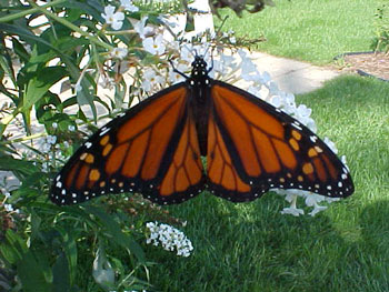 Monarch Butterfly on Butterfly Bush