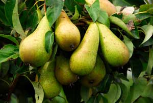 Caring for a Pear Tree