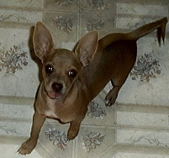 Precious (Chihuahua)