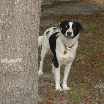 Sally - Border Collie