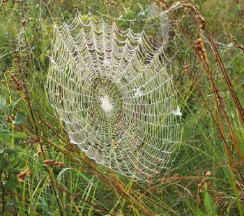 Beautiful Spiderweb