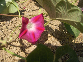 Sweet Potato Vine