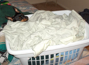Taz - Miniature Pinscher