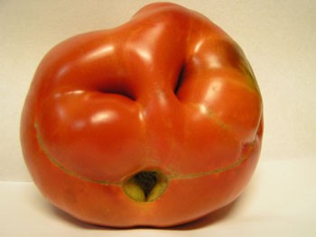 Tomato Face