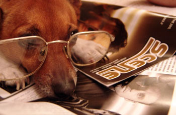 Does Your Dog Have a Vision Problem?