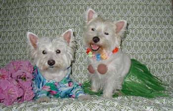 Jerry and Shana (West Highland White Terriers)