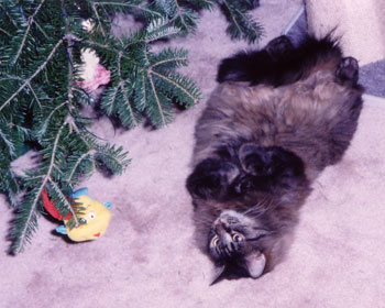 Desire - Maine Coon