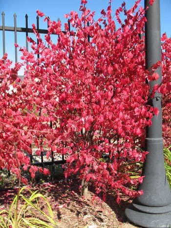 Autumn Leaves