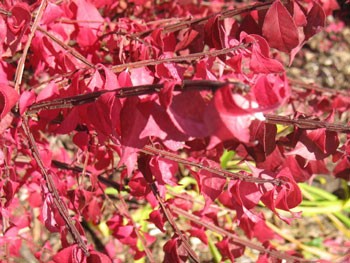 Autumn Leaves