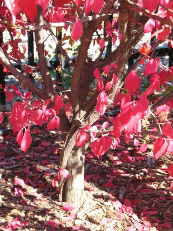 Autumn Leaves
