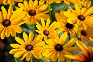 Transplanting Black-eyed Susans