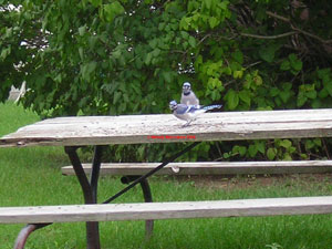 Local Blue Jays