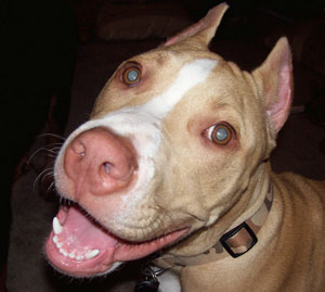 Chesty - American Pit Bull Terrier