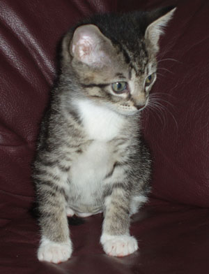 Clover the Tabby Cat