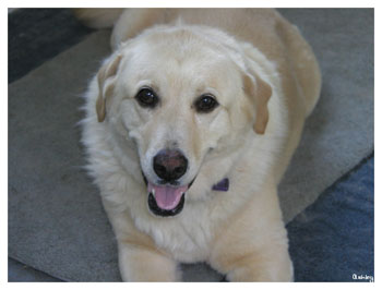 Lilly - Labrador Retriever