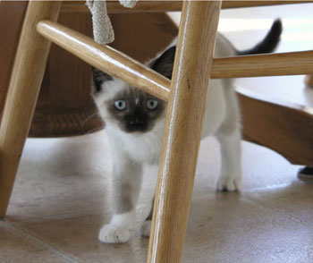 Mya (Siamese)