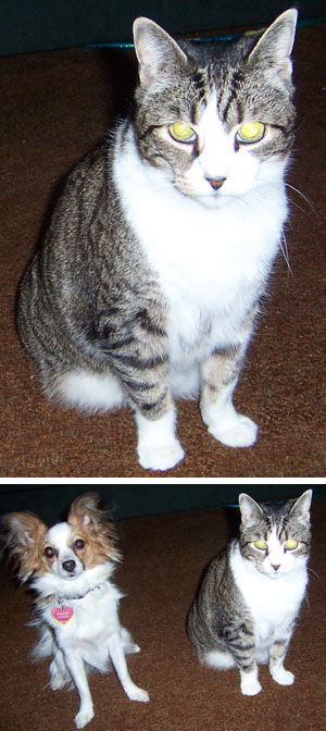 Princess Pebbles Tuna Fish and Willowbee