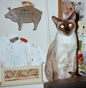 Princess - Seal Point Siamese