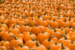 Getting Organized for Halloween