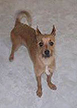 Suzie Q (Terrier Mix)