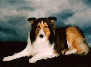 In Memory of Taffy (Sheltie)