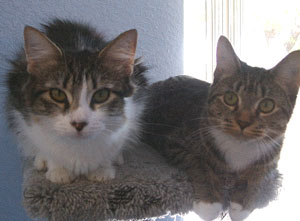 Tigger and Cookie - Cats