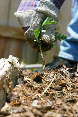 Keeping Weeds out of Flower Beds
