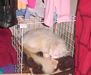 White Boy (Cat)