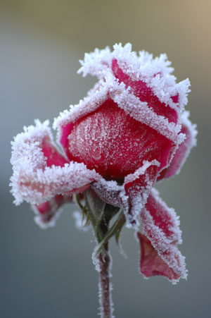 Winter Care of Knock-Out Roses