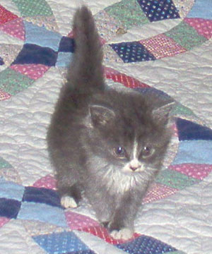 Bootsie - Kitten