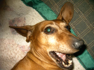 Frankie (Dachshund)