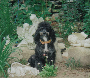Gibrien Sullivan (Gibbie) - Toy Poodle