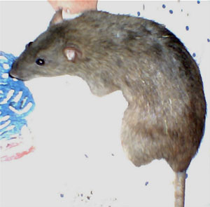 Lady - Pet Rat