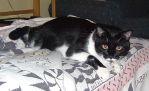 Lucien the Cat